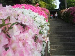 dai-8DSCF6524