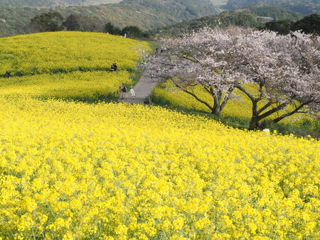 2024.03.29 白木峰高原の菜の花P3290157