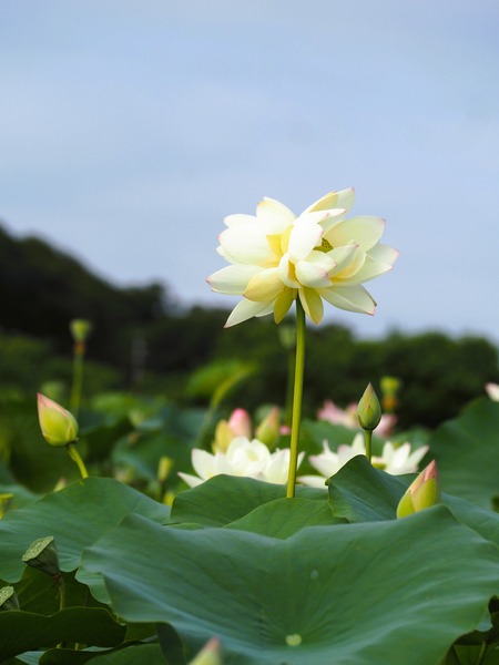 唐比ハス園の双頭蓮P1010004