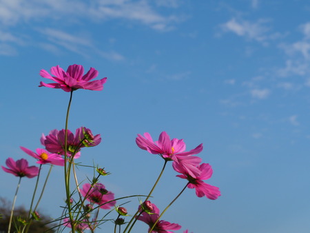 2022.10.22 島原市 火張山花公園PA221869