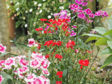 毎熊さんのバラ園 Mai's garden P1011933