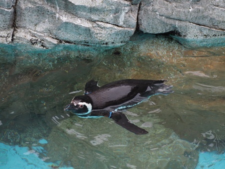 Ĺ��ԡ�Ĺ��ڥ󥮥��²��P2142070