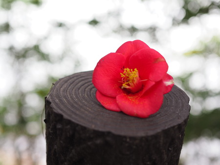 ��ٸ��ࡡ���P3081756