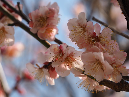 2023.02.15 長崎市松原町 原種梅林 虎馬園P1016104