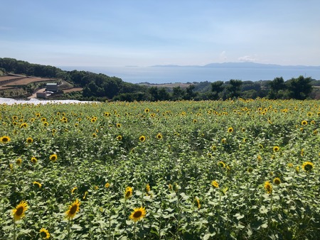 加津佐のひまわり畑IMG_1627