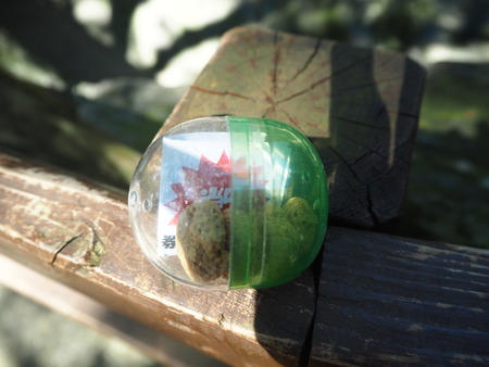 2021.06.21Ĺ��Х����ѡ���P6205599