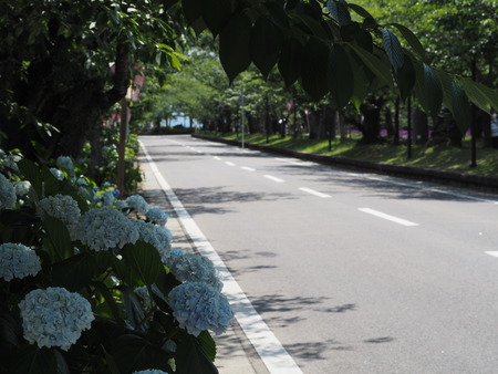 2022.06.03 大村公園 花菖蒲P6031217