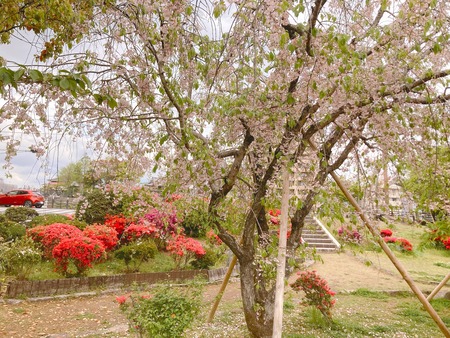 2022.04.13 �������IMG_4840