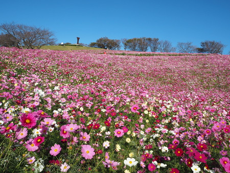 5-諫早市 白木峰高原コスモスPA150331