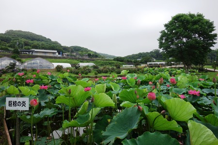 7-���������ϥ���DSC09795