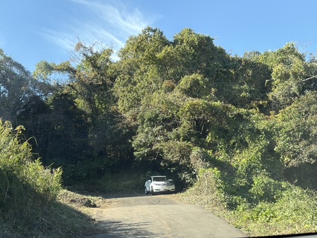 ����Ծ�Ĺ��Į�ĸ����ֶ����β�IMG_3585