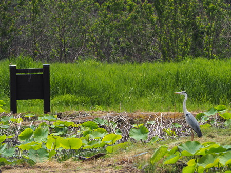 2022.05.31 ����Կ���Į������ϥ���P5291111