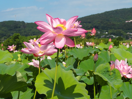 2025.07.22¡¡ëÝÁá»Ô¡¡ÅâÈæ¥Ï¥¹±à¡¡ÁÐÆ¬Ï¡P7230185