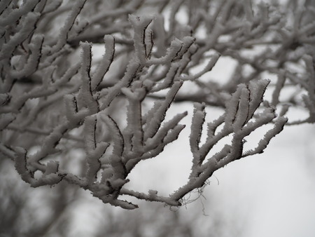 2022.12.03 ±ÀÀç¿ÎÅÄÆ½¡¢Ì¯¸«³Ù¡¡Ì¸É¹P1011676