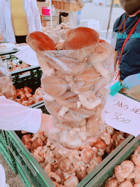 2023.06.18 �����ޥ륷��IMG_2003