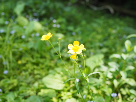 ���帶�����׾졡��P1012130