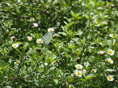 2021.06.21 Ĺ��Զ׳����ϥåԡ��ƥ饹P6205289