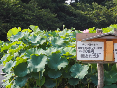 2025.07.22¡¡ëÝÁá»Ô¡¡ÅâÈæ¥Ï¥¹±à¡¡ÁÐÆ¬Ï¡P7230194