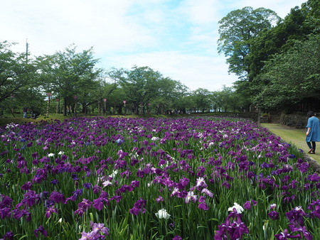 7-大村公園 花菖蒲PP5310046