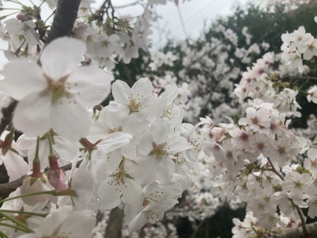 2024.03.31 西山下流ダム公園IMG_7878