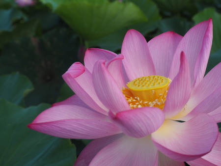 2025.07.22¡¡ëÝÁá»Ô¡¡ÅâÈæ¥Ï¥¹±à¡¡ÁÐÆ¬Ï¡P7230128