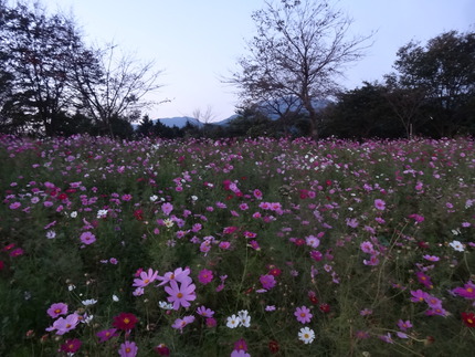 12-白木峰コスモスDSC06450