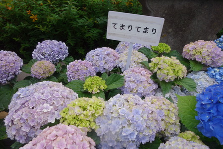 14-長崎あじさい祭 てまりてまりDSC07852
