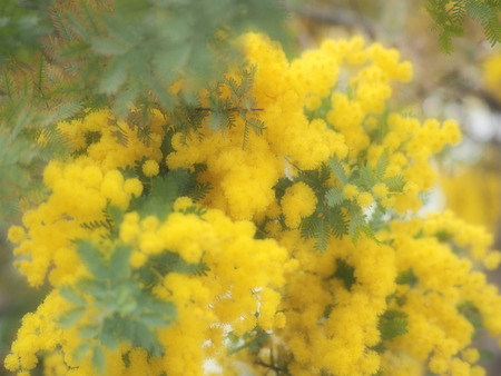 �����������˴ۤΥߥ⥶P3081882