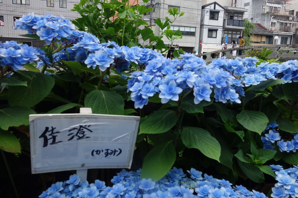 色とりどりの紫陽花が街を彩る ながさき紫陽花まつり 中島川眼鏡橋会場 長崎 諫早市民 ふくちゃんの食う 寝る 遊ぶ日記