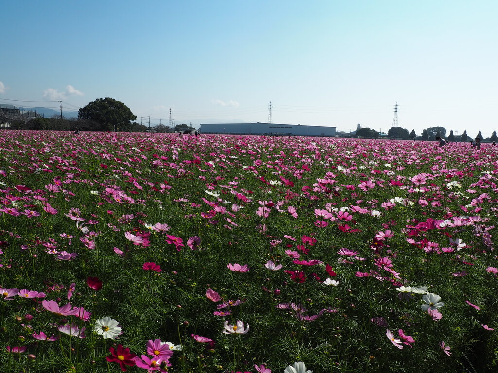 22 広大で圧巻のコスモス園 キリンビール福岡工場 キリン花園 福岡県朝倉市 長崎 諫早市民 ふくちゃんの食う 寝る 遊ぶ日記