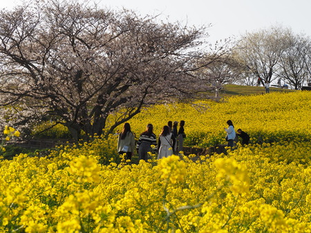 2024.03.29 白木峰高原の菜の花P3290264