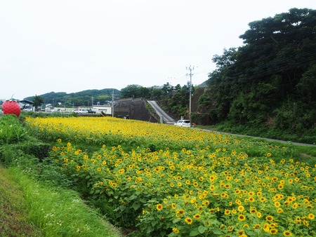6-諫早市小長井町 フルーツバス停とひまわりP7193402