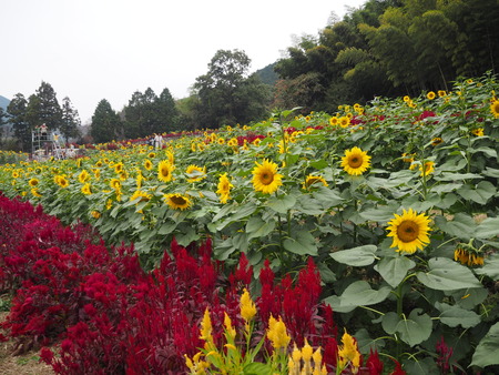 14-佐賀県みやき町 山田 ひまわり園PB033743