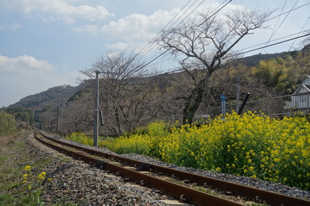 16-諫早市多良見町 桜並木DSC09844