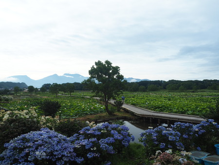 2021.06.18 ԡϥP6174234