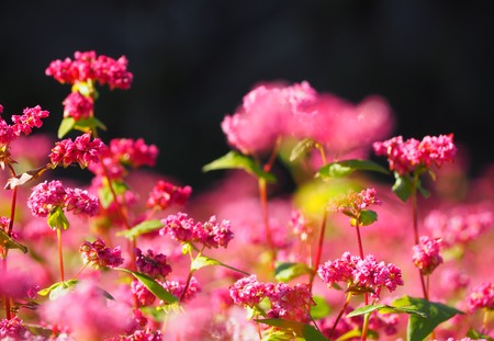 ��PB161456 - ���ԡ�