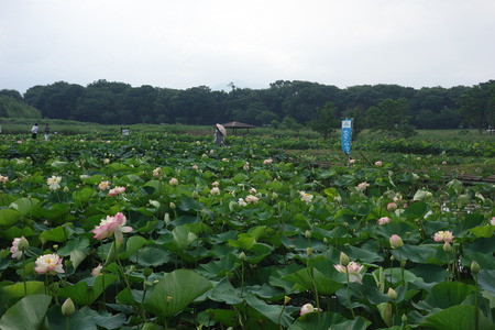 7�����������ϥ���DSC08835