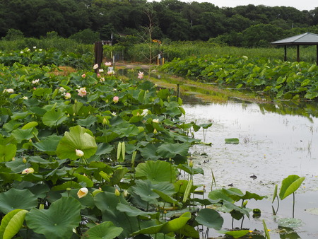 ����Կ���Į������ϥ���PP1010081