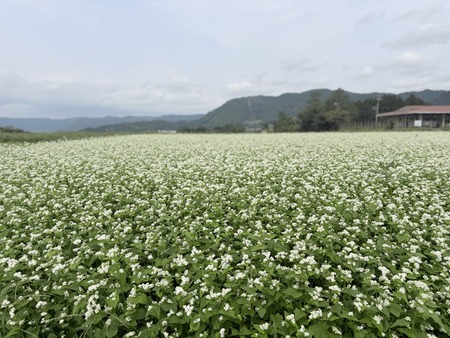��ε�Į�����Фβ�IMG_5967
