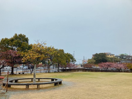 2022.02.21 大村市 久原公園 河津桜IMG_9061