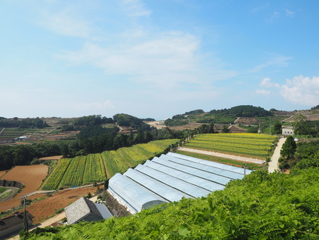 2021.08.07 南島原市加津佐町 ひまわり畑P8039828