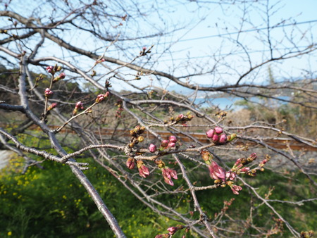 3-諫早市多良見町古川の桜並木P3212713