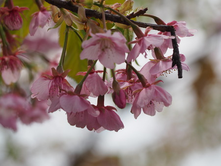 º´¡¹Ä®¡¡²ÏÄźùP3071451