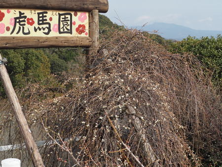 2023.02.15 長崎市松原町 原種梅林 虎馬園P1016046