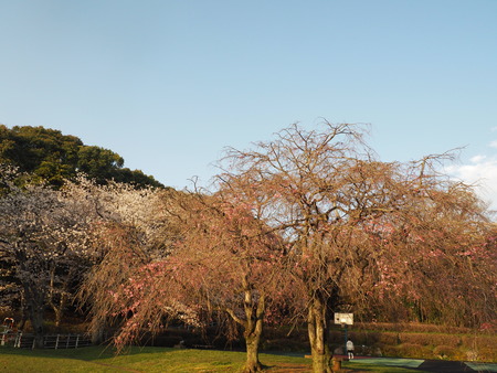 2023.03.26 大村市 岳の木場公園P1010365
