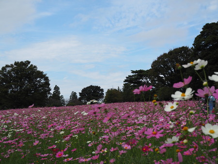 ��������Υ����⥹����μ�P1011898