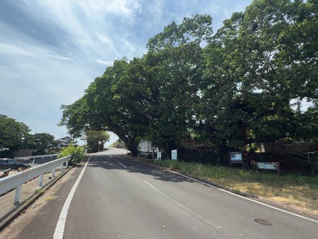 南島原市口之津町 あこう群落IMG_1816