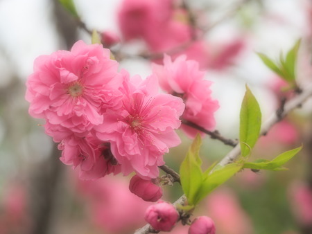 2023.03.22 大村市東大村 松本さん宅の桃の花P1017476