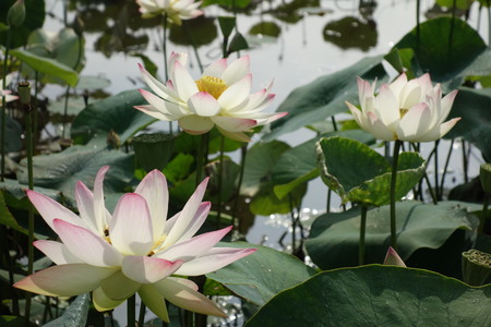 11-��������ϥ���DSC08298