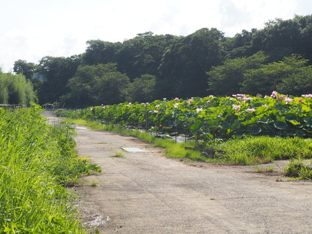 2025.07.22¡¡ëÝÁá»Ô¡¡ÅâÈæ¥Ï¥¹±àP7230178